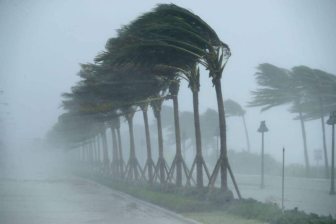 Fort Lauderdale, Fla., Sept. 10: Trees bend in the tropical storm wind along North Fort Lauderdale Beach Boulevard after Hurricane Irma hit the southern part of the state. CHIP SOMODEVILLA/GETTY IMAGES